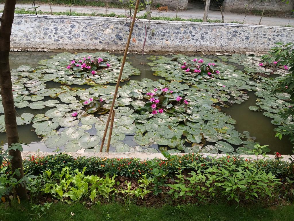 Quoc Khanh Bamboo Homestay Ninh Binh Bagian luar foto